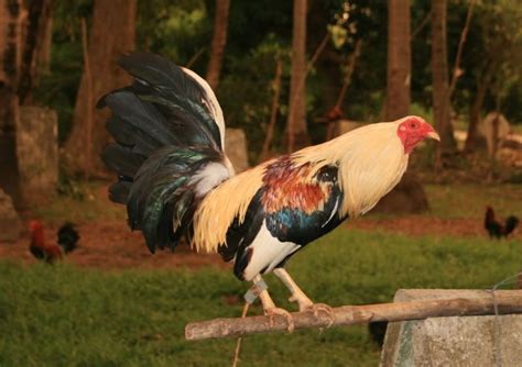 gamefowl conditioning supplements|21 Days Conditioning Method for Cockfighting .